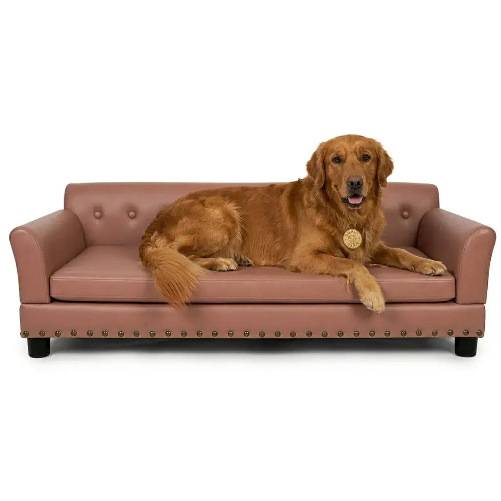 Dog sitting on a leathaire large couch with a white background