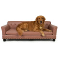 Dog sitting on a leathaire large couch with a white background