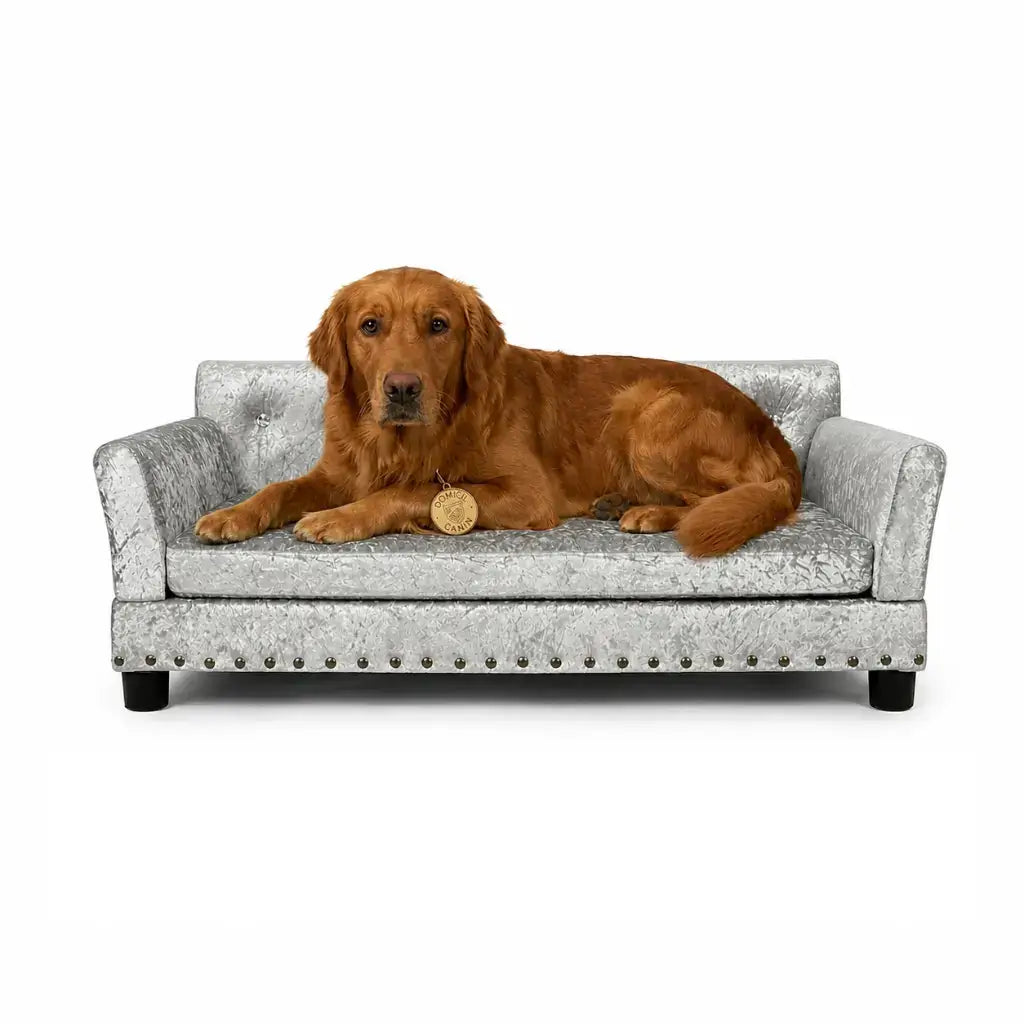 Dog lying on a small, decorative dog sofa with a white background