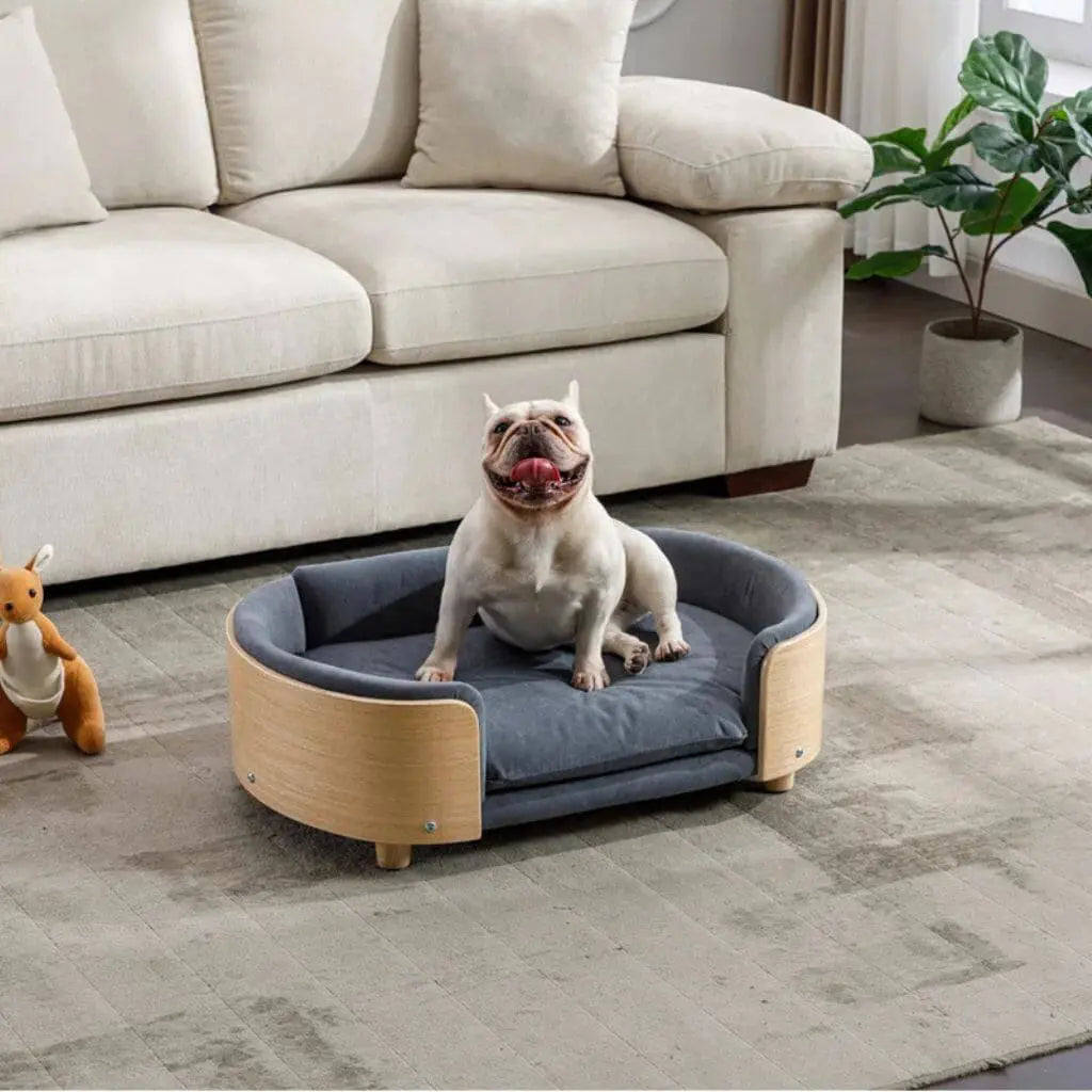 Dog sitting on a pet sofa in a living room with a couch and plant in the background